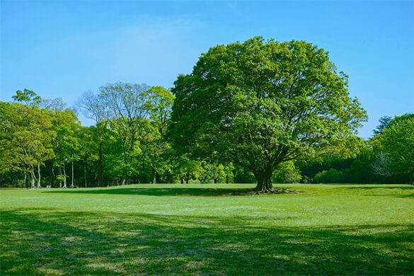 地球環境や人に優しいエコ洗剤を使用